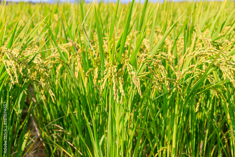 Obraz premium Korean traditional rice farming. Rice farming landscape in autumn. Rice field and the sky in, Gimpo-si, Gyeonggi-do, Korea.