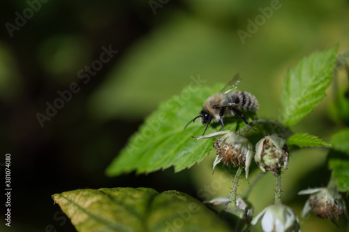 Raspberry and bee © Kasia R.