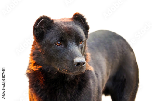 Black dog with cropped ears isolated on white background. Black dog in backlit sunset light © ANGHI