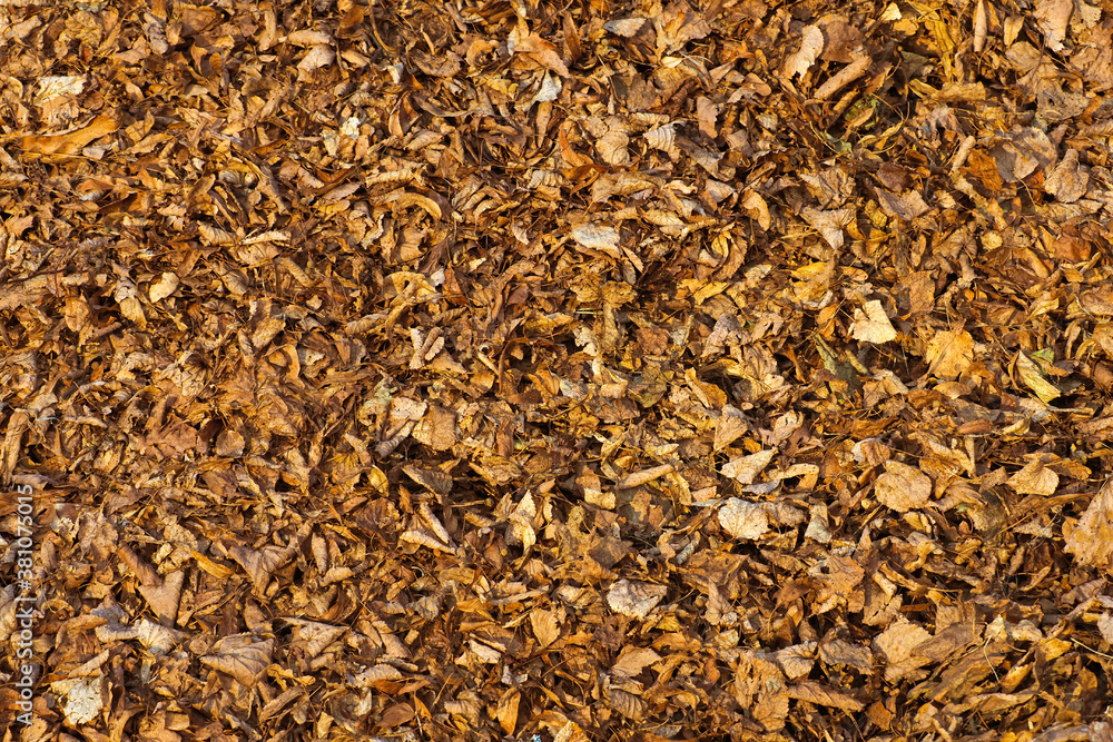 Dry autumn leaves top view, natural background, texture Dry autumn leaves top view, natural background, texture