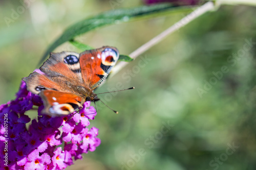 European peacock