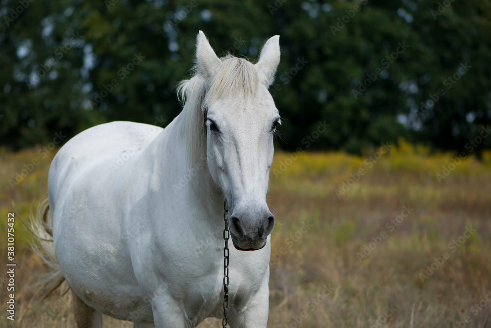 close-up portrait of a white horse close-up portrait of a white horse