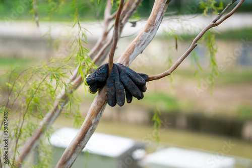 Workers hand glove kept hanging on a tree branch