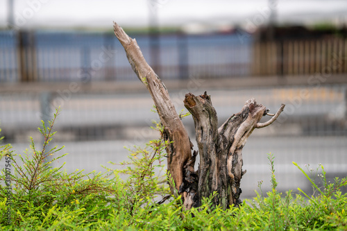 Withered out trunk of a small tree