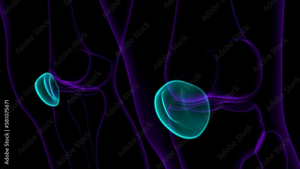Human skeleton anatomy Patella Bone 3D Rendering Human skeleton anatomy Patella Bone 3D Rendering