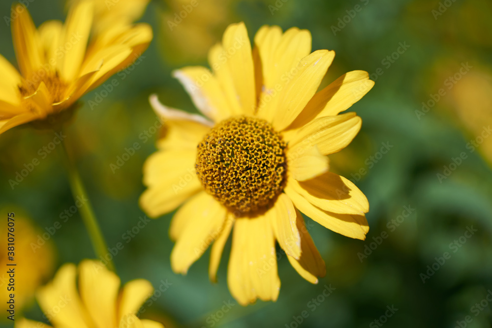 bright yellow flower in the garden