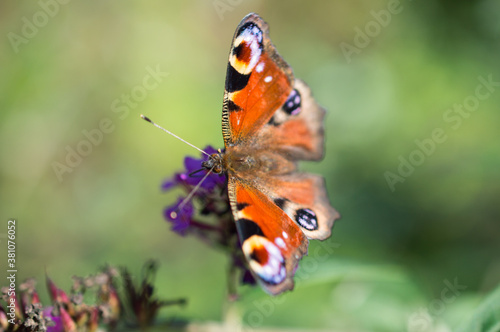 European peacock