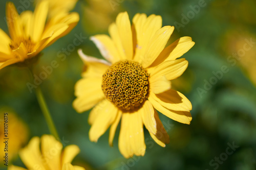 bright yellow flower in the garden