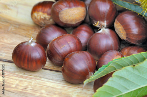 close on a group of sweet fresh chestnuts with leaf  on a plank