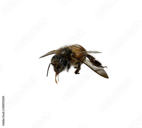 A close up of one worker bee on a white  background. © AppSeek