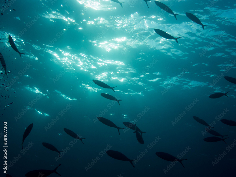 Underwater view of Dahab with fish and sunlight Underwater view of Dahab with fish and sunlight