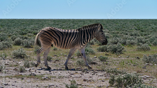 Side view of single plains zebra  equus quagga  formerly equus burchellii  also common zebra  walking on bush land in Kalahari desert  Etosha National Park  Namibia.