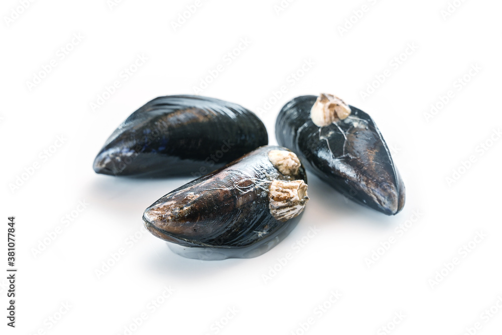 Three fresh raw blue mussels with some barnacles isolated with shadows on a white background, copy space, selected focus Three fresh raw blue mussels with some barnacles isolated with shadows on a white background, copy space, selected focus
