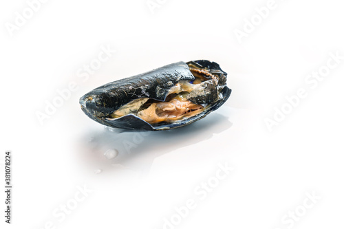 Obraz na plátne Spoiled blue mussel with destroyed shell, not fit for human consumption, isolate