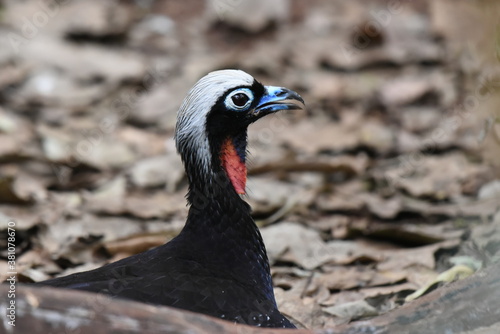The black-fronted piping guan (Pipile jacutinga) occurs in Atlantic Forests in SE Brazil and Argentina and Paraguay. It has become quite rare in recent decades due to hunting and habitat destruction. photo