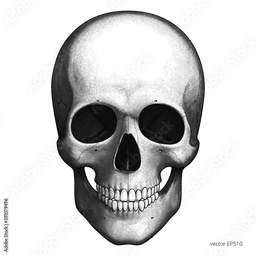 Human skull. Detailed vector etching. Engraving head of a skeleton. Classic ink image. Vintage style. Black cranium. Isolated clipart for Halloween, Mexican Day of the Dead and for medical posters.