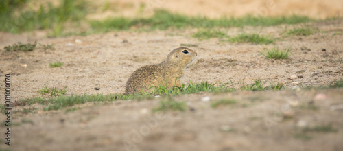 ground squirrel runs and observes the surroundings in the meadow