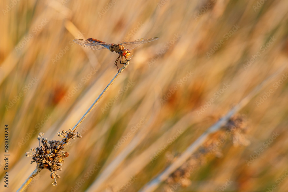 Southern Darter - Sympetrum meridionale, beautiful orange dragonfly from European swamps, fresh waters and sea coasts, Pag island, Croatia. Southern Darter - Sympetrum meridionale, beautiful orange dragonfly from European swamps, fresh waters and sea coasts, Pag island, Croatia.