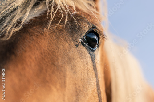 close up of horse head