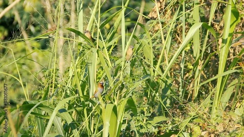 Amadina, Spotted munia (Lonchura punctulata) flock feed on wild cereals (ambercane) in natural conditions of mountain plateau. Central plateau, Sri Lanka
