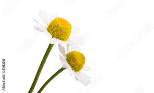 medical chamomile isolated