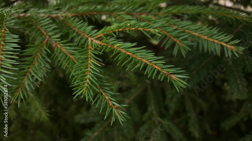 Live spruce twig with green fresh needles close-up in natural environment.