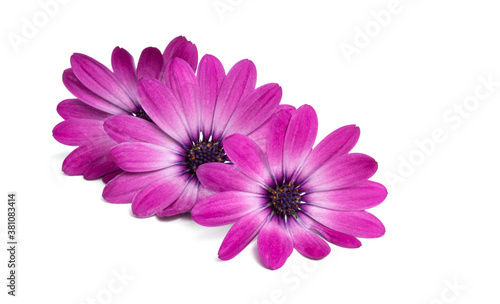 Osteospermum chamomile flower isolated on white background