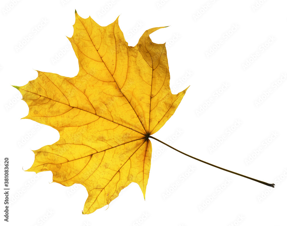 autumn maple leaf closeup object in details, bright and colorful, white background isolated, macro photo, depth of field entire object autumn maple leaf closeup object in details, bright and colorful, white background isolated, macro photo, depth of field entire object