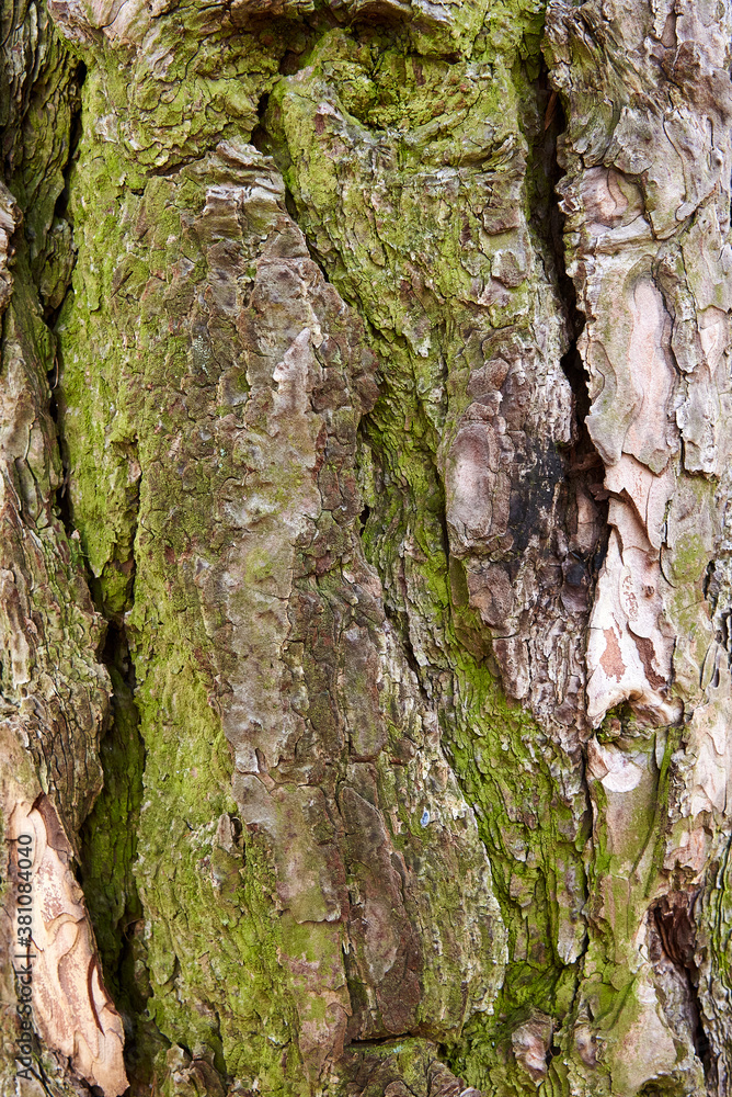 Obraz premium pine bark covered with moss