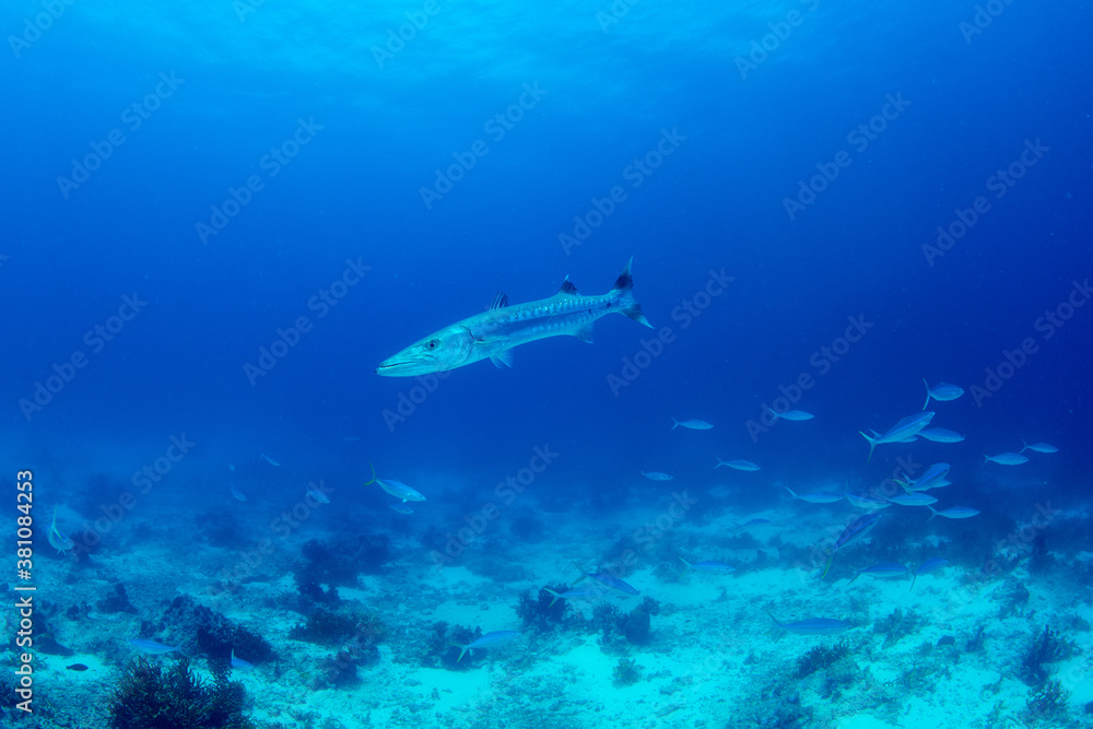 Great barracuda swimming leisurely Great barracuda swimming leisurely