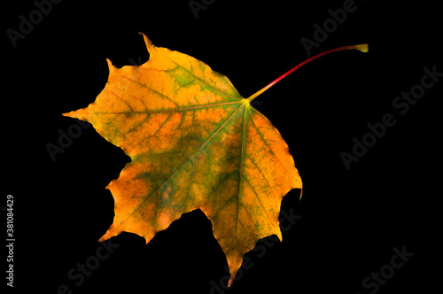 Bright yellow autumn colorful maple leaf on black isolated background close up