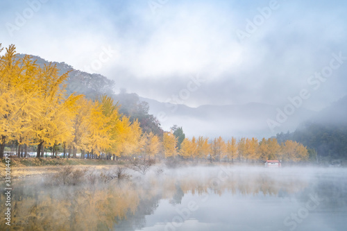 Yellow trees in Fall © purchikery