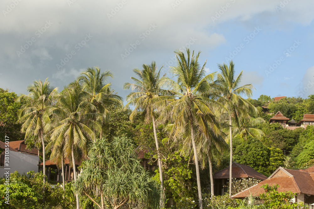 palm trees in  in Koh Lanta, Thailand