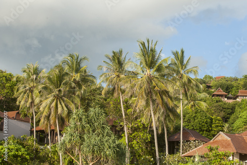 palm trees in  in Koh Lanta  Thailand
