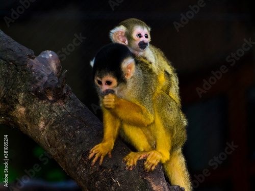 Bolivian squirrel monkey mother and her baby © belizar