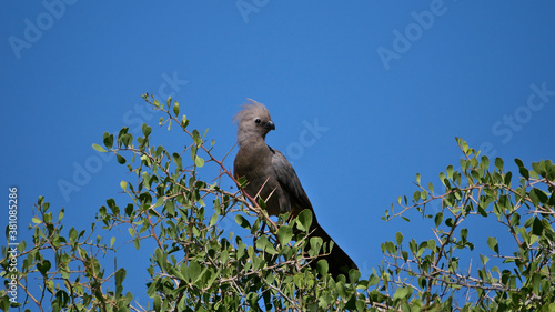 Grey go-away-bird (corythaixoides concolor, grey lourie, grey loerie) sitting on a branch of a tree with leaves in Kalahari desert, Etosha National Park, Namibia, Africa. photo