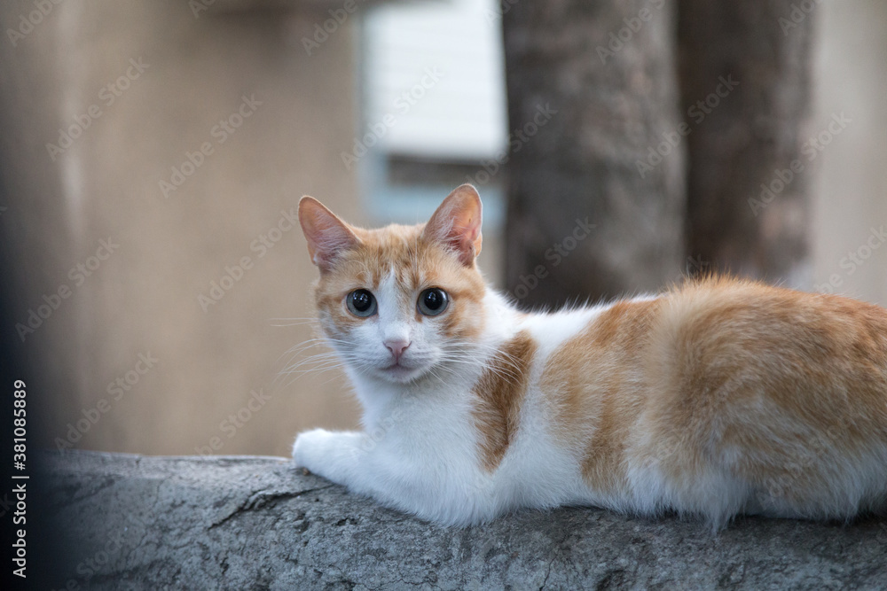 Look of a white and red cat.