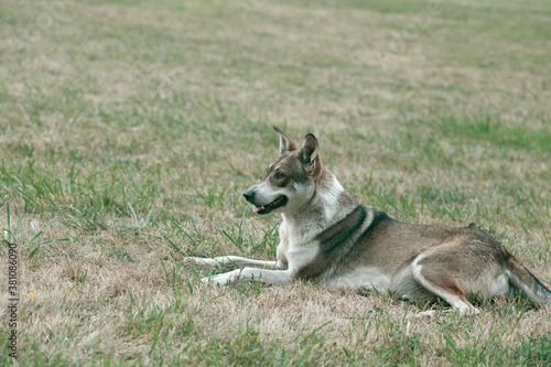 Summer portrait of mixed breed happy dog. © indigolotos
