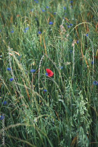Coquelicot rouge, seul au milieu de grandes herbes