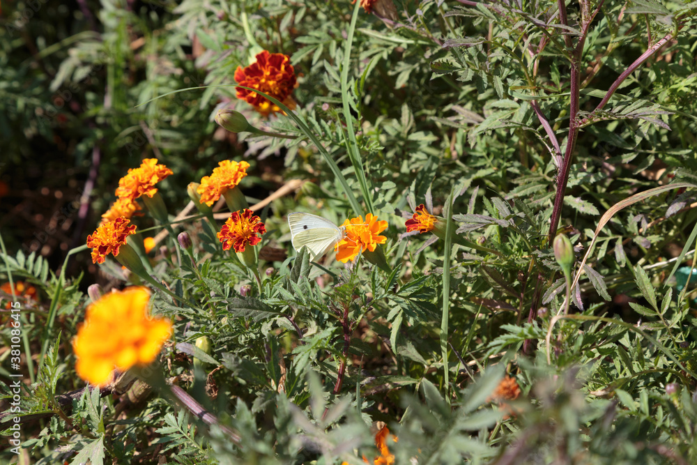 Large Cabbage White butterfly and calendula. Large Cabbage White butterfly and calendula.