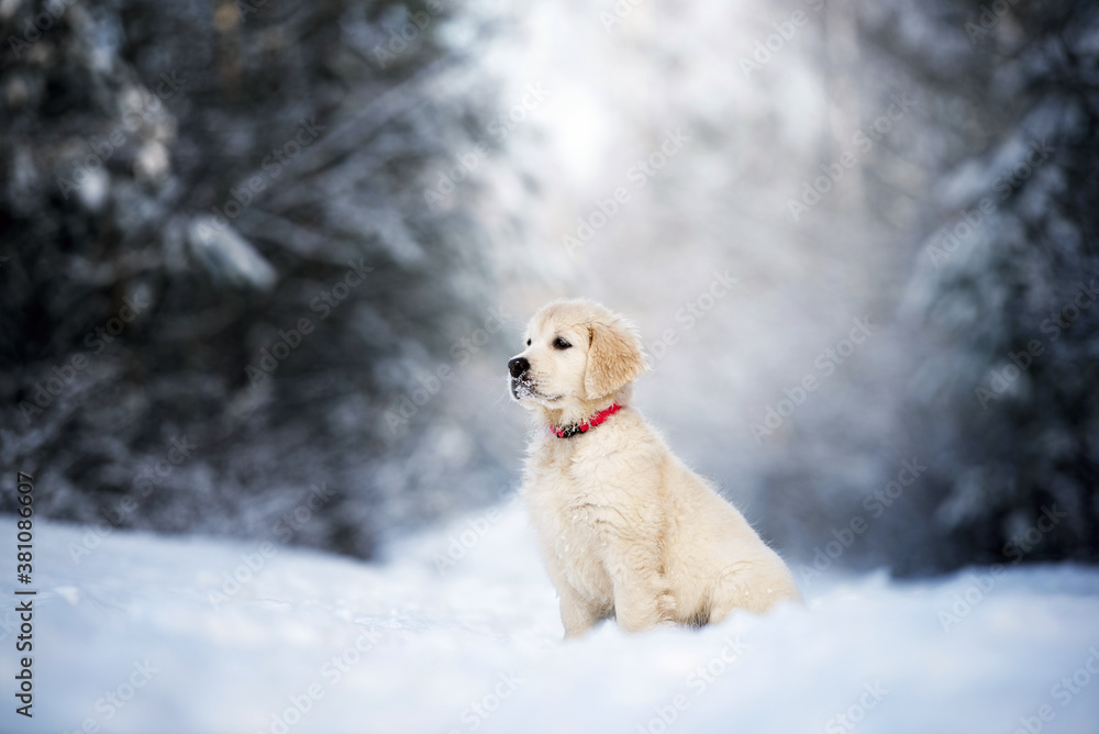 golden retriever puppy sitting in the winter forest in snow