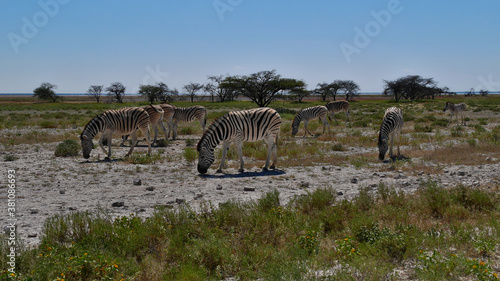 Small herd of striped plains zebras  equus quagga  formerly equus burchellii  also common zebra  grazing on grass land in midday heat in Kalahari desert  Etosha National Park  Namibia  Africa.
