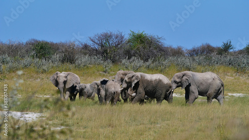 Herd of African elephants (loxodonta) with two babies walking on grass land in Kalahari desert, Etosha National Park, Namibia, Africa.