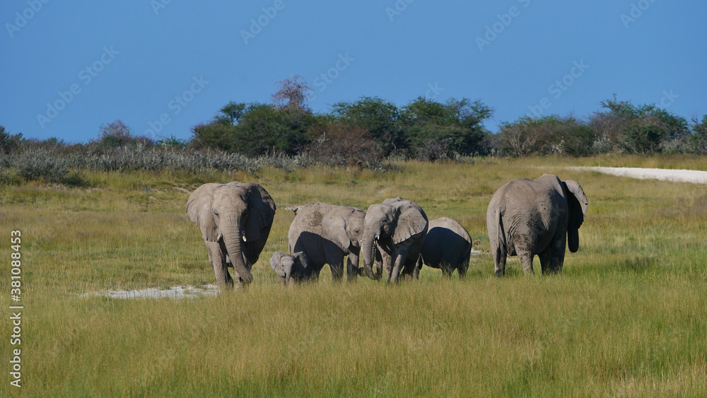 Small herd of African elephants (loxodonta) with a baby walking through grass land in Kalahari desert, Etosha National Park, Namibia, Africa.
