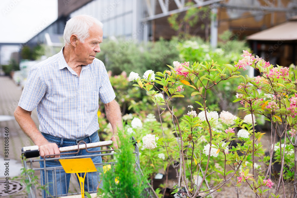 Fototapeta premium Mature man retired chooses plant for summer residence