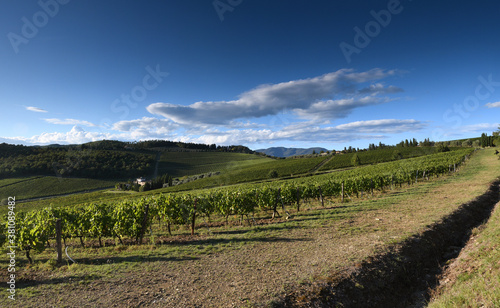 beautiful vineyard landscape in Chianti region near Florence, Tuscany. Autumn season, Italy.