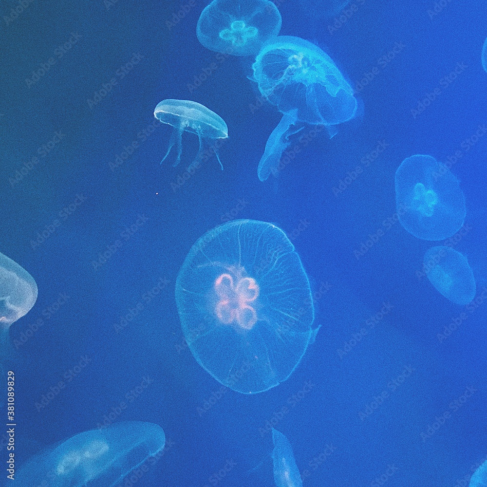 jelly fish in the water jelly fish in the water