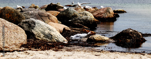 Seagulls on a beach shore with rocks and sand © Michael Lerch