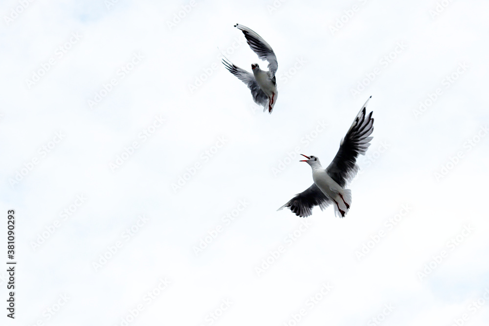 Fototapeta premium Dramatic Seagull fighting in a sky