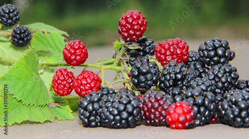 blackberries and raspberries